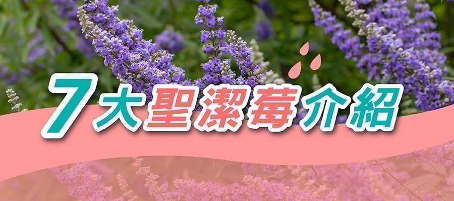7大聖潔莓推薦品牌 7大聖潔莓推薦品牌