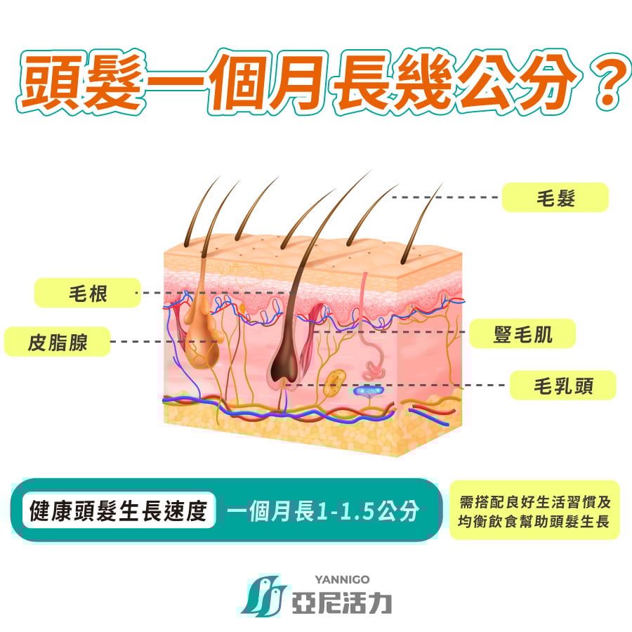 頭髮一個月長幾公分?