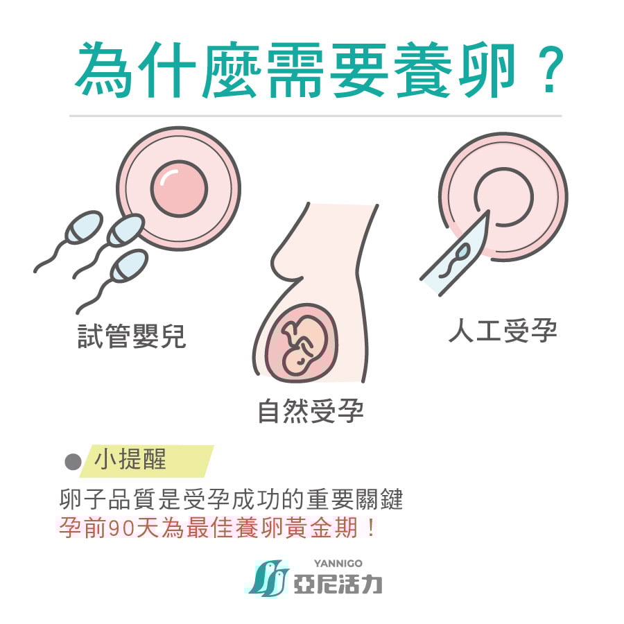 養卵要多久?專家解答「關鍵90天」 養卵要多久?專家解答「關鍵90天」