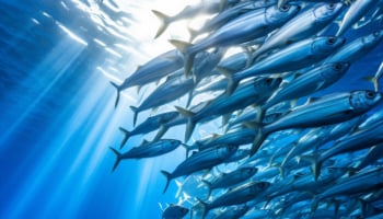 魚油 魚油